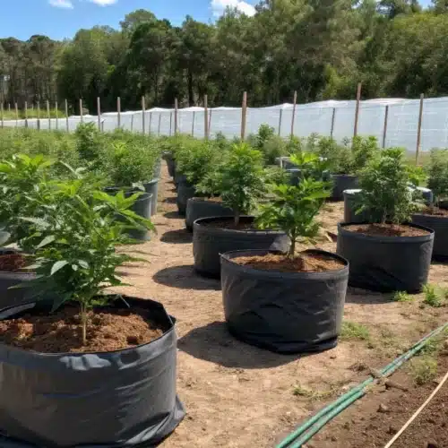 How to Grow Topicana Cookies FV Strain