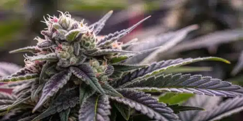 How to Grow Black Domina CBD Strain