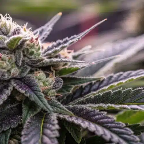 How to Grow Black Domina CBD Strain
