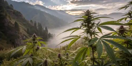 How to Grow Blackberry Moonrocks Strain