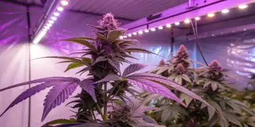 How to Grow Purple Amnesia Strain