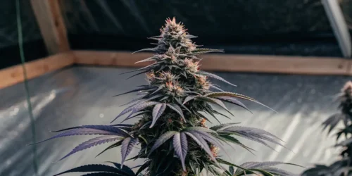 How to Grow Purple Thai Regular Strain