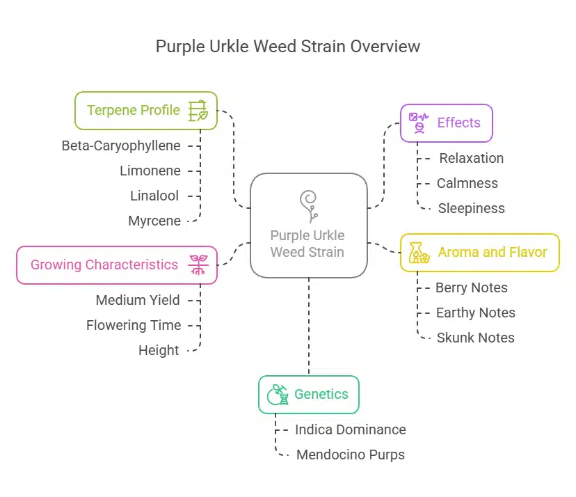 Indoor cultivation of Purple Urkle Weed Strain with dense purple buds under warm grow lights.