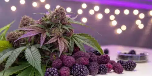 How to Grow Purple Urkle Weed Strain