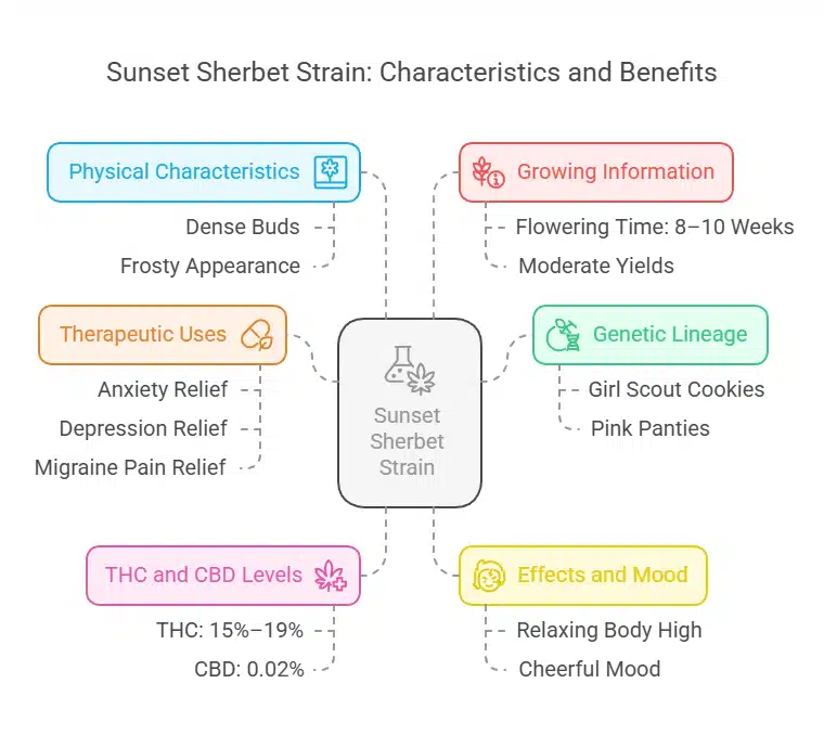 Infographic of Sunset Sherbet Weed Strain showing traits like dense buds, terpene effects, flowering time, and GSC lineage