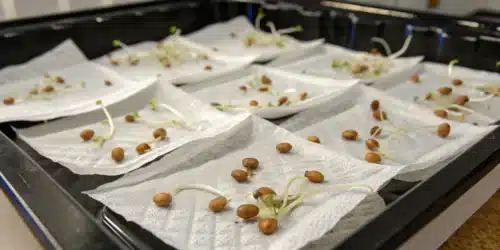 How to Grow Sunset Sherbet Weed Strain