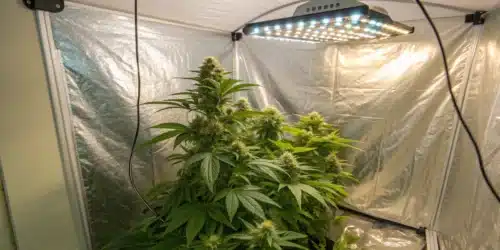 How to Grow Sweet Zombie Weed Strain