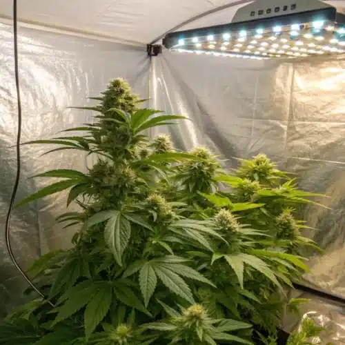 How to Grow Sweet Zombie Weed Strain