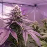 Ultra Violet OG Weed Strain plant with purple leaves and frosty buds thriving under LED lights in a reflective grow tent.