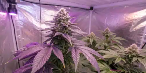 How to Grow Ultra Violet OG Weed Strain