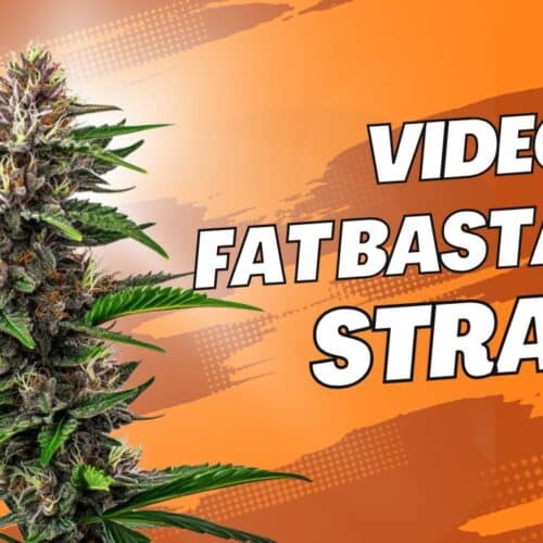 Video of Fat Bastard Strain: Flavor, Effects, and Origins