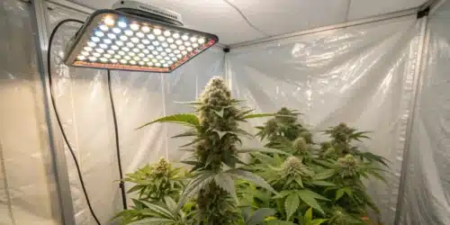 How to Grow White Russian FV Strain