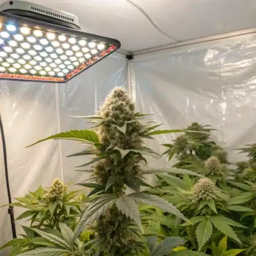 How to Grow White Russian FV Strain