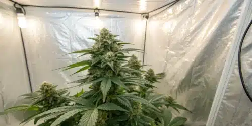 How to Grow White Widow x California Snow Autoflower