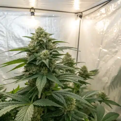 How to Grow White Widow x California Snow Autoflower