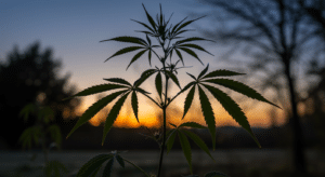 Cannabis plant at sunset outdoor with serrated leaves silhouetted against a colorful evening sky.