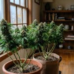 Indoor potted cannabis plants flowering room scene with mature colas beside large windows in a home setting.