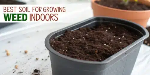 Best Soil for Growing Weed Indoors
