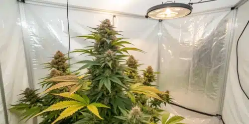 How to Grow Zkittlez Kush Weed Strain