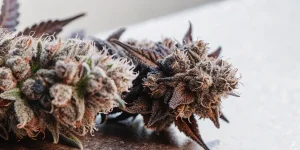 Macro Close-Up of Frosty Purple Cannabis Buds