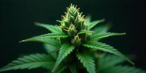 How to grow AK 59