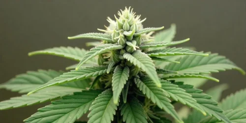 How to grow AK x White Widow Auto