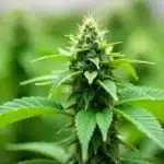 Grow Acid Diesel in flowering stage with dense central cola.