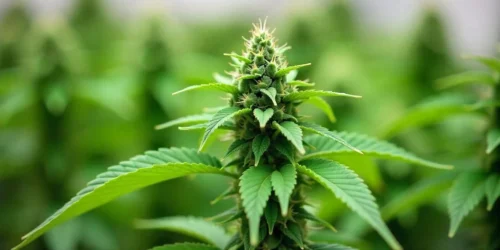 How to Grow Acid Diesel