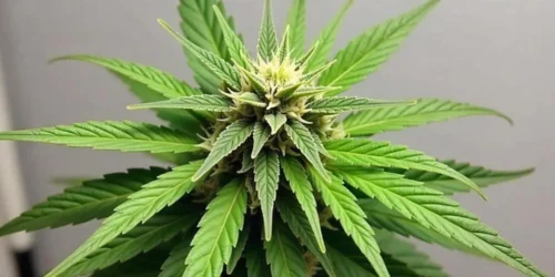 How to Grow Afghan Hash Plant Regular