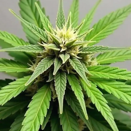 How to Grow Afghan Hash Plant Regular
