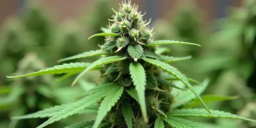 How to grow Afghan Hawaiian x Laos x Jamaican