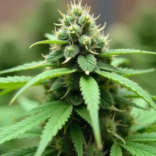 How to grow Afghan Hawaiian x Laos x Jamaican