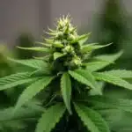 CBD Super Silver (1:1) flowering buds indoors.