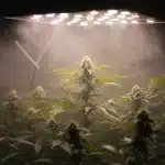Cake Bomb Regular cannabis plants under indoor lighting.