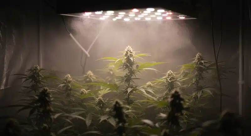 Cake Bomb Regular cannabis plants under indoor lighting.