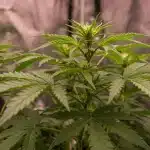 California Haze cannabis plant with dense buds.