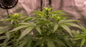 California Haze cannabis plant with dense buds.