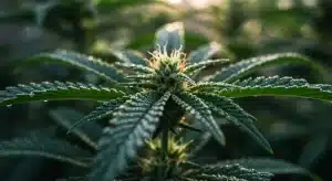 Candy Kush Fast Version bud with orange pistils.
