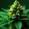 Candy Kush Fast Version bud with orange pistils.