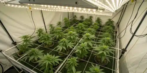 How to Grow Candy Kush Regular Strain