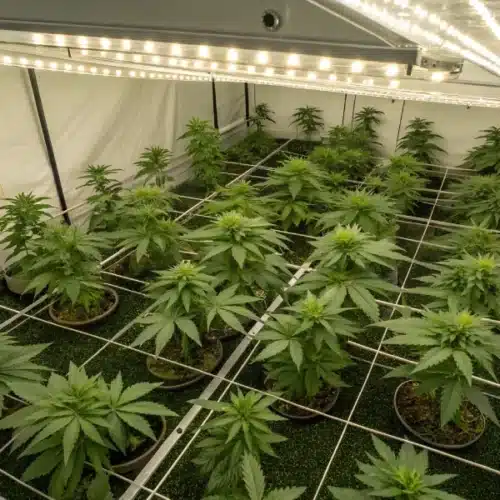 How to Grow Candy Kush Regular Strain