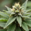 Candy Kush x Do-Si-Dos bud covered in resin glands.