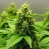 Candy Punch Regular plant with compact buds in indoor grow setup.