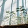 Young cannabis seedlings with soft shadows, growing under bright light.