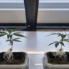 Cannabis seedlings with exposed roots growing in small pots on a tray under artificial lights.