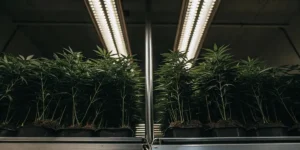 Cannabis cuttings with emerging adventitious roots visible in clear water.