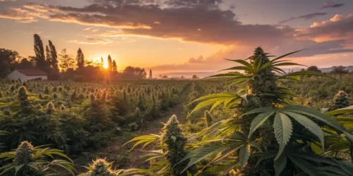 Trichomes and Terpenes: The Heart of Cannabis Aroma and Potency