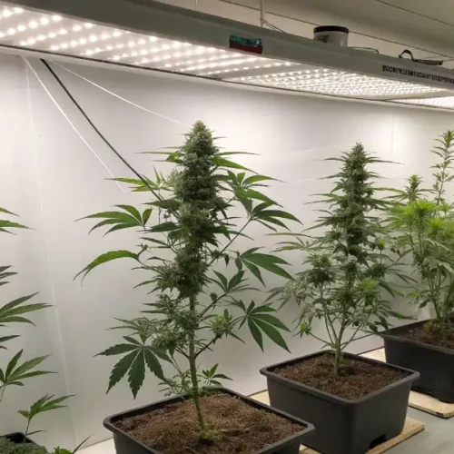 Gibberellins Cannabis Growth: A Detailed Look