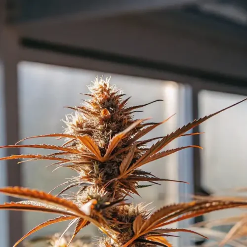 What Are The Primary Metabolites Of Cannabis?