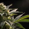 Close-up of cannabis bud with abundant trichomes and surrounding leaves.